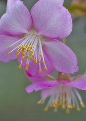 桜が咲いた！
