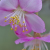 桜が咲いた！