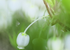 どうだんつつじの幻想