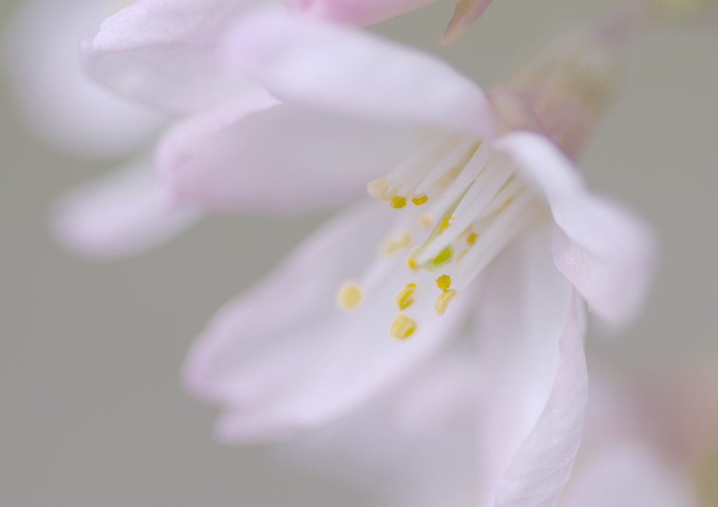 淡い思い
