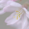 淡い思い