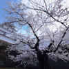 2018年の桜