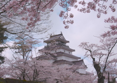 桜満開鶴ヶ城