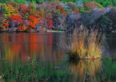 観音沼の紅葉