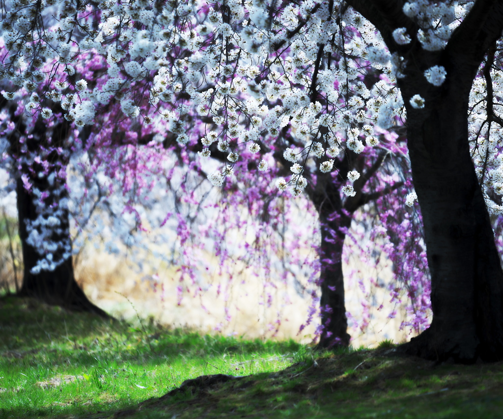 SAKURA情景