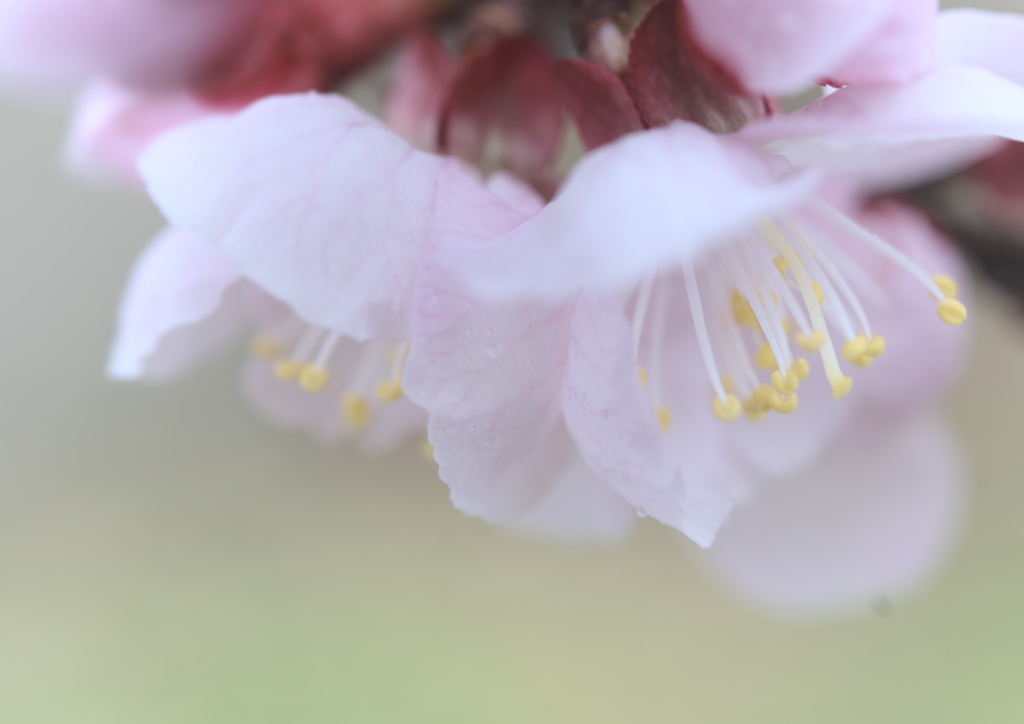 梅の花