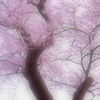 春の宴舞い