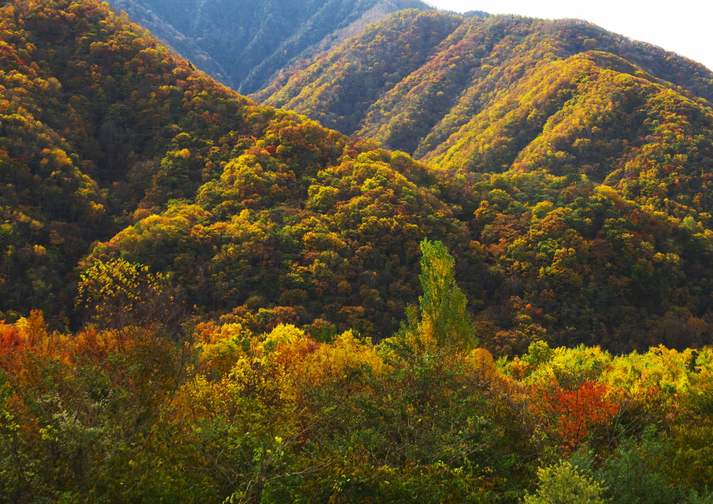 色着く山々