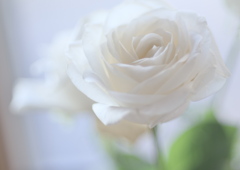 窓辺の白い薔薇