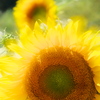 Impression of Sun-Flower