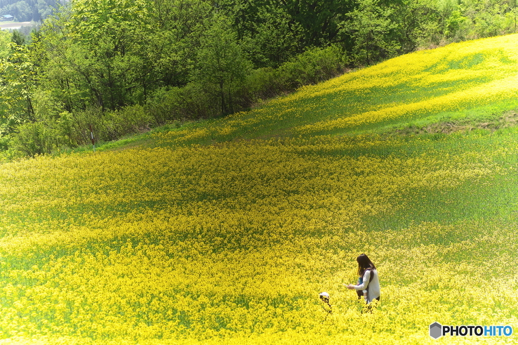 菜の花に囲まれて