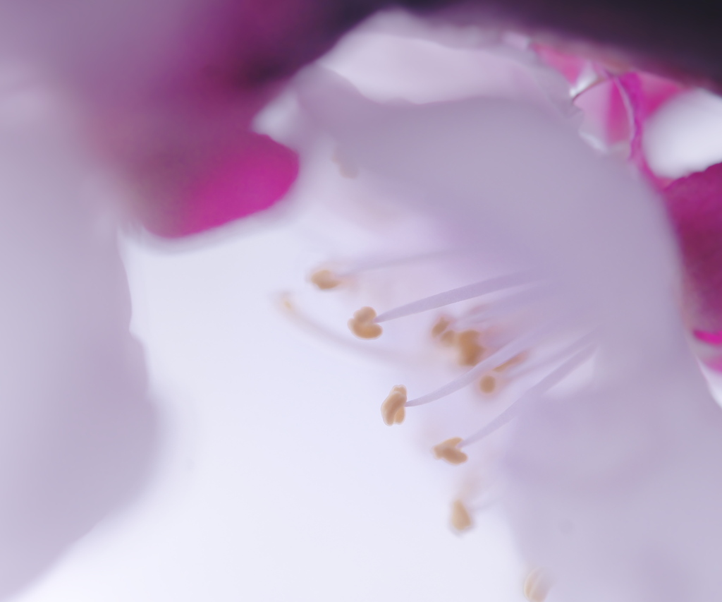 妖艶な梅の花