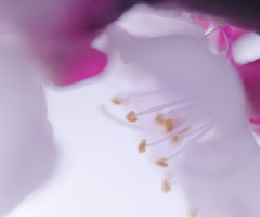 妖艶な梅の花