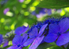 キラキラな紫陽花