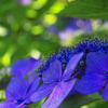 キラキラな紫陽花