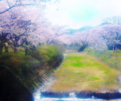 笹原川千本桜