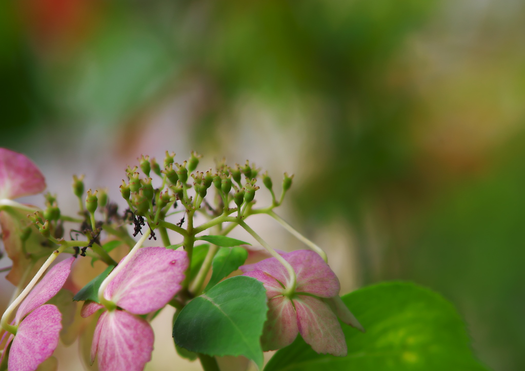 秋の紫陽花