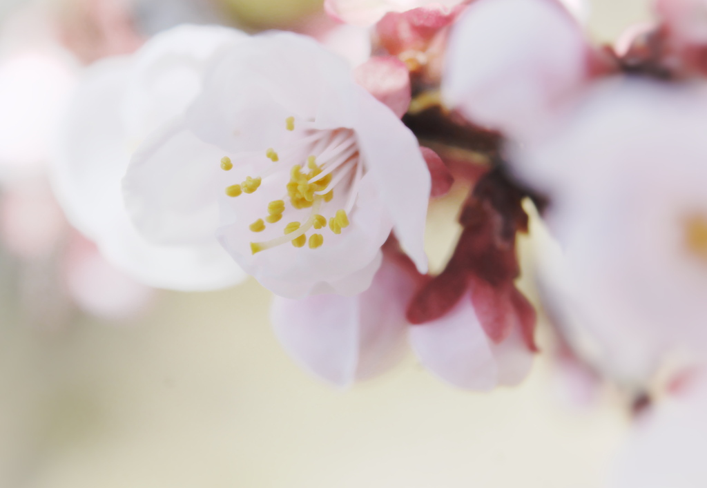 今年も梅が咲きました！