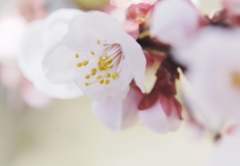 今年も梅が咲きました！