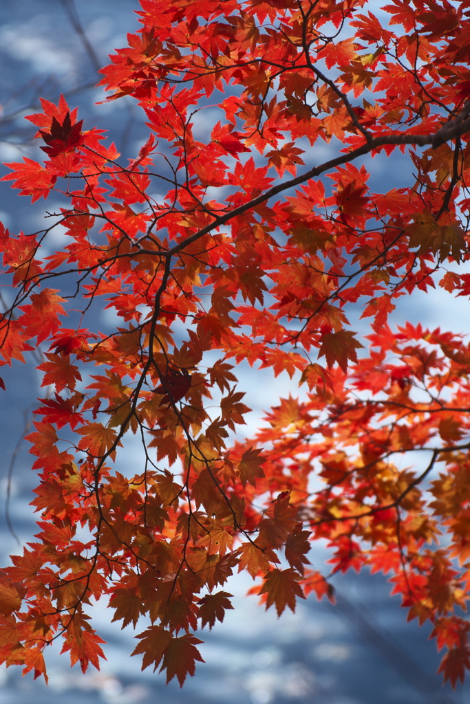 輝きの紅葉