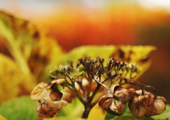 10月の紫陽花