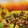 10月の紫陽花