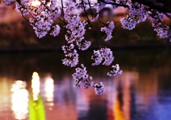 水天宮の桜