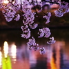 水天宮の桜