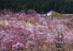 春爛漫