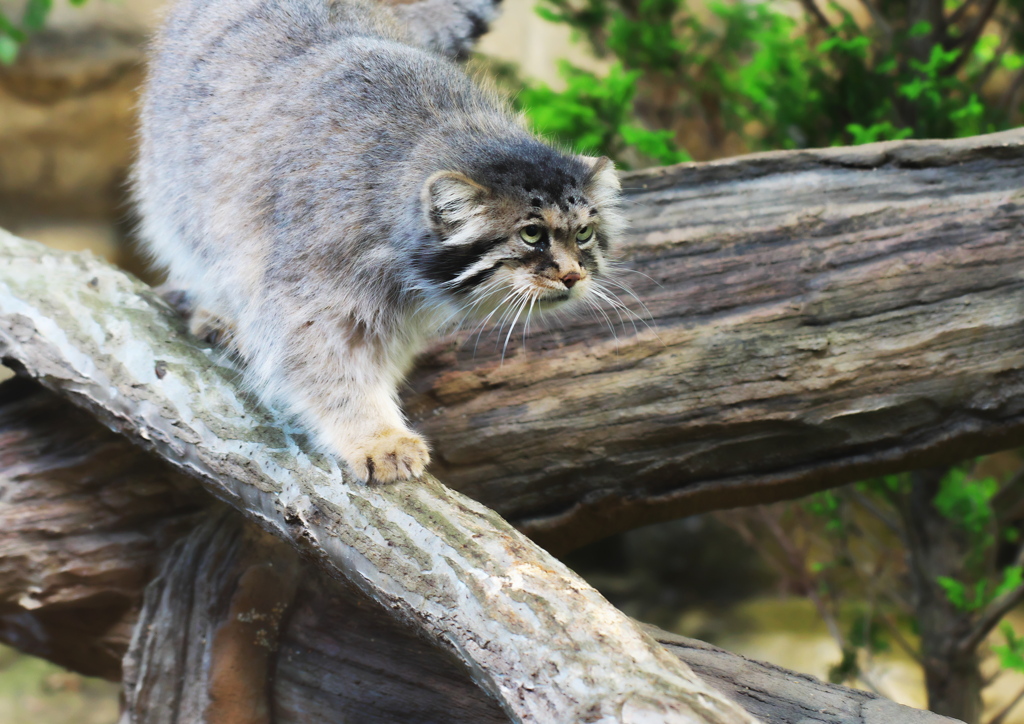 マヌール猫の登場