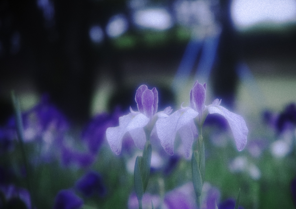 咲く