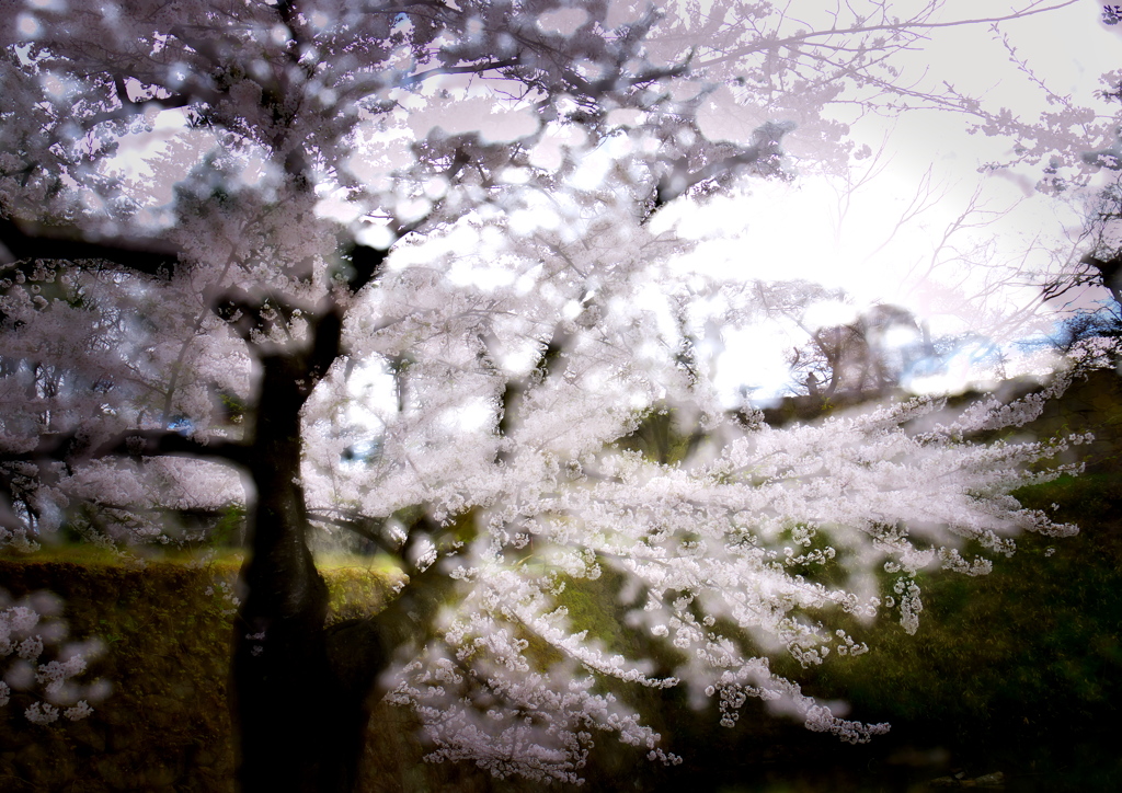 桜の印象