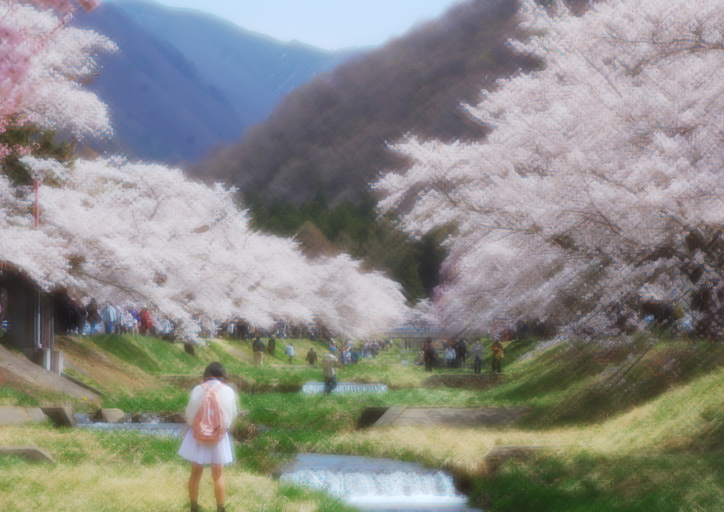 桜風景　観音寺川