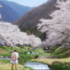 桜風景　観音寺川