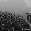 雨が降っても