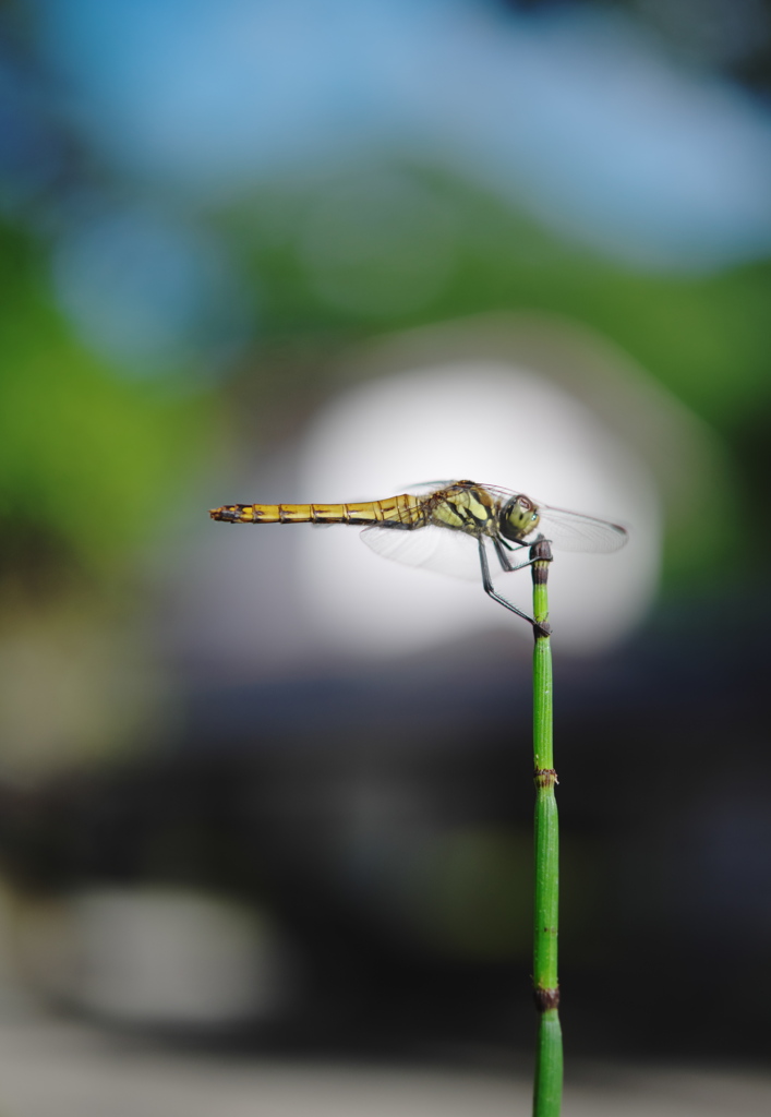 避暑地の蜻蛉