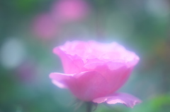 PINK ROSE