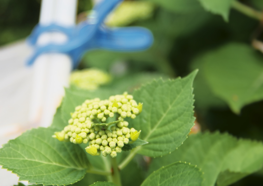 梅雨の庭に咲く紫陽花は未開