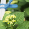 梅雨の庭に咲く紫陽花は未開