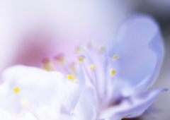 2019年の梅の花