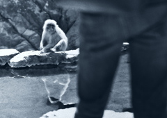 A monkey watch a man.