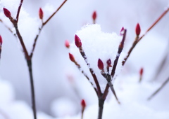 雪の花