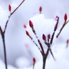 雪の花