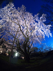 六義園　しだれ桜