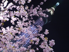 スカイツリーと桜