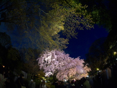 六義園　桜とみどりと夜空