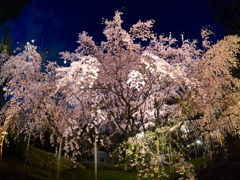 六義園　しだれ桜