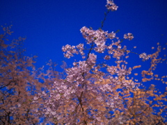 六義園　桜と夜空