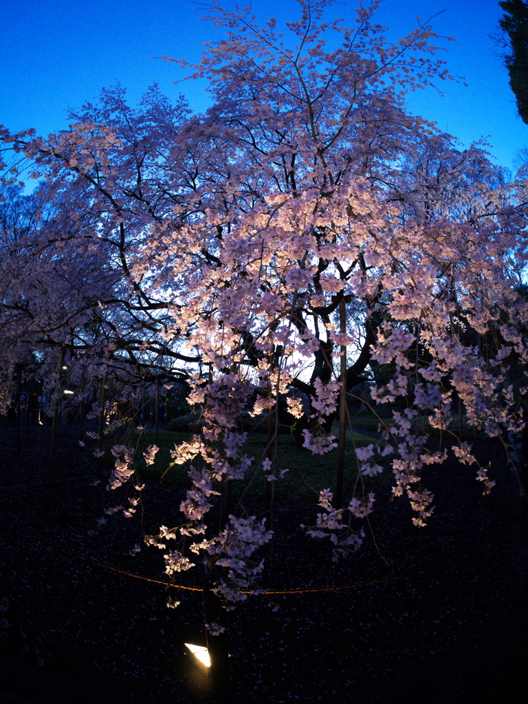 六義園　夜桜