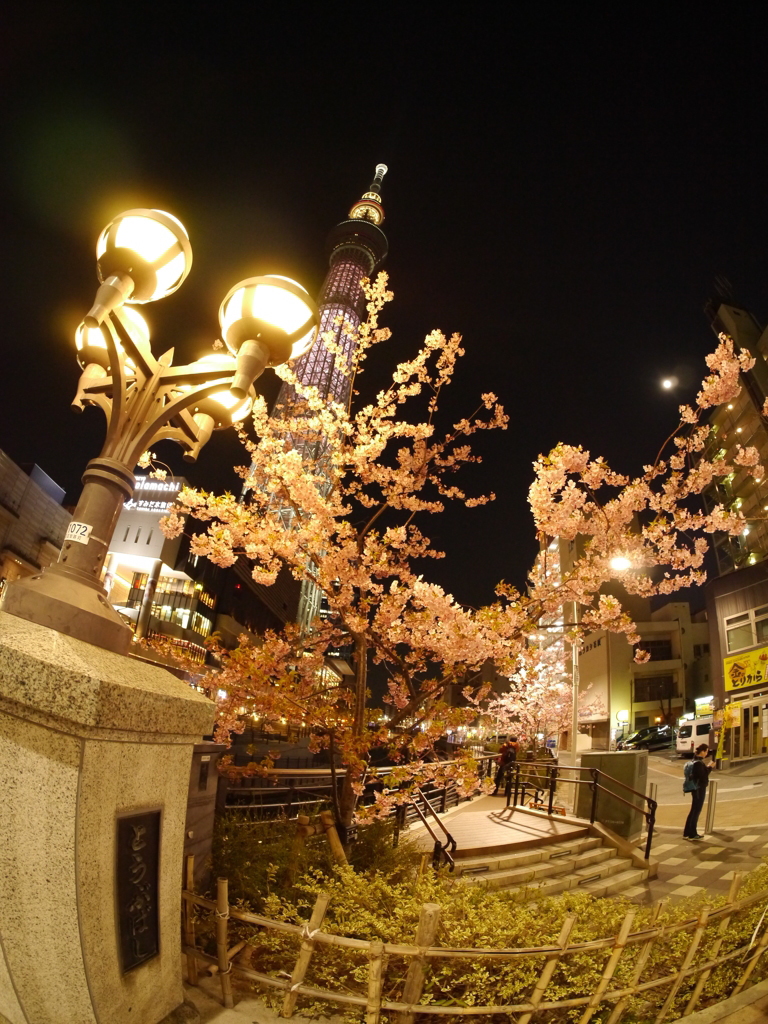 スカイツリーと桜